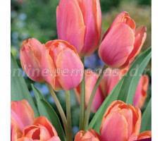 Тюльпан Многоцветковый Драгон Кинг 11-12/К 10шт